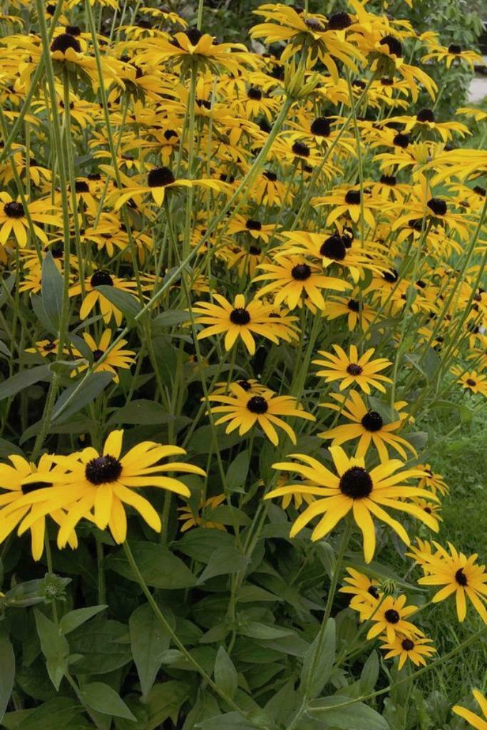 Rudbeckia fulgida, Tuin en Terras, Planten | Tuinplanten, Volle zon, Vaste plant, Herfst, Ophalen