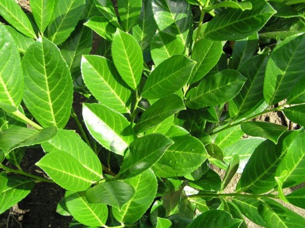 feuilles de laurier, plantes de haie à feuilles persistantes, Enlèvement, Haie