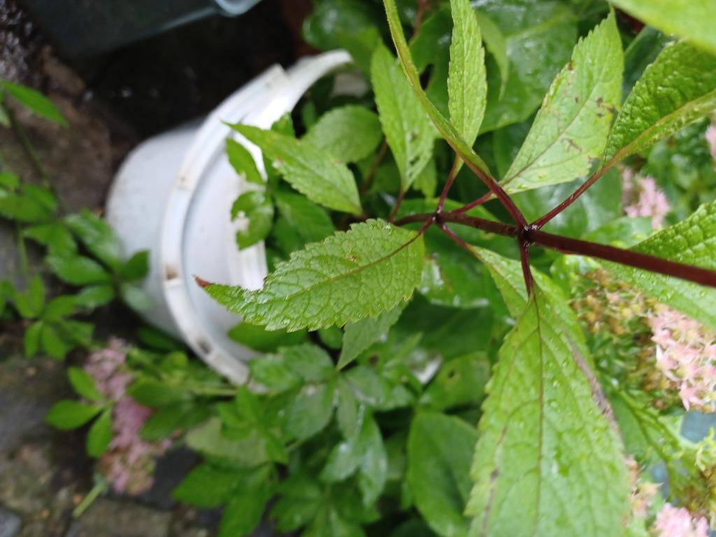 Eupatorium , de beste var qua vlinderlokker, Ophalen, In pot, Halfschaduw, 100 tot 250 cm