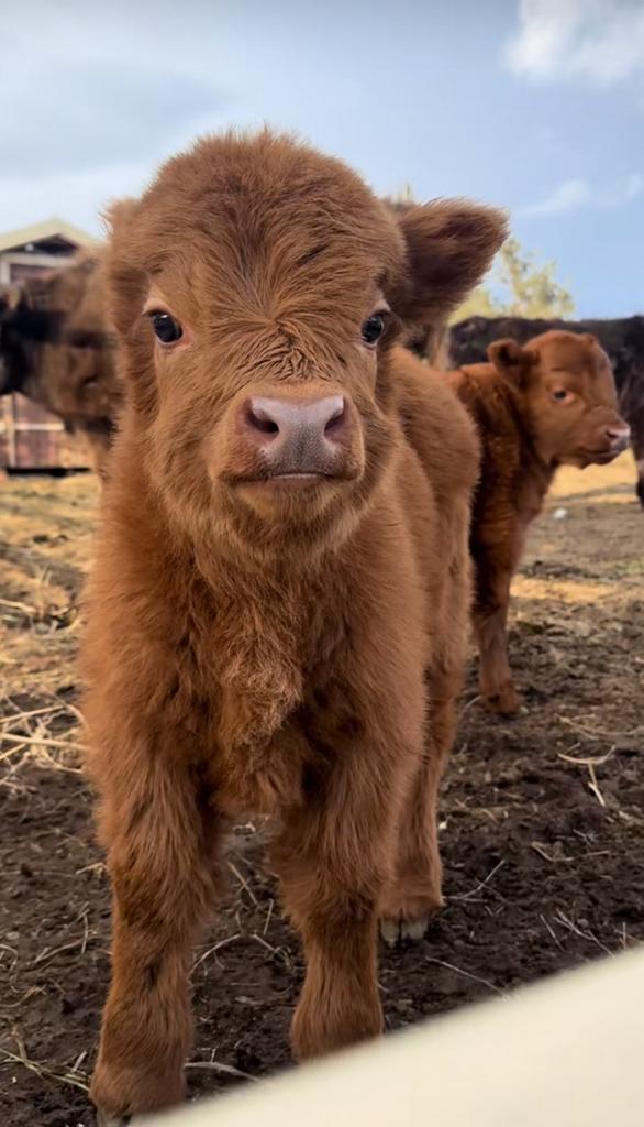 Gezocht: mini Schotse hooglander, Dieren en Toebehoren, Runderen