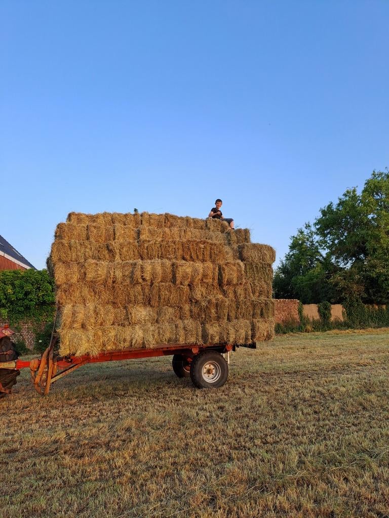 Hooi en stro in kleine en grote balen, Ophalen of Verzenden