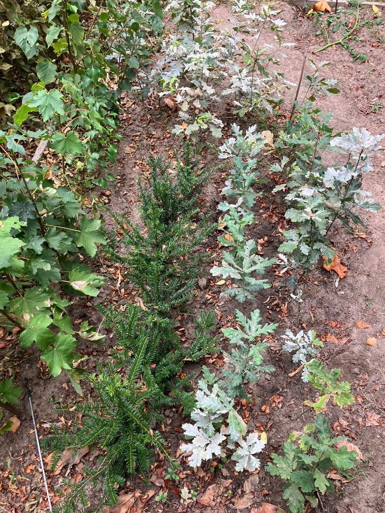 Bomen plantgoed, Jardin & Terrasse, Plantes | Arbres, En pot, Enlèvement