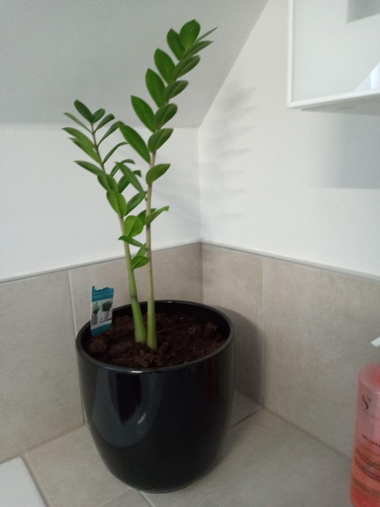Pot en plant, Enlèvement