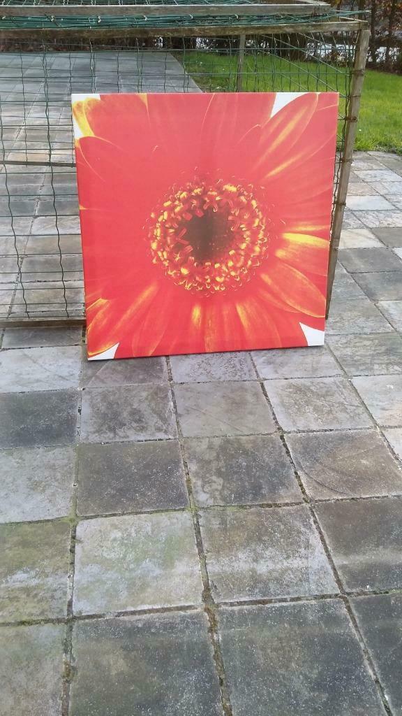 Kader / canvas met kader / doek op frame met bloemen / bloem, 50 tot 75 cm, Nieuw, Ophalen of Verzenden, Schilderij