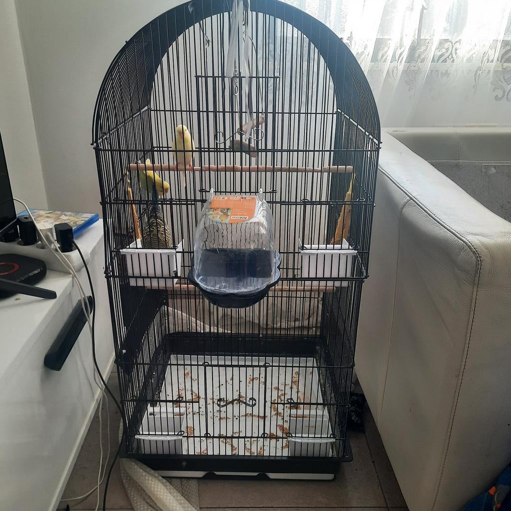 Vogelkooi + 2 parkieten en toebehoren, Dieren en Toebehoren, Vogels | Kanaries