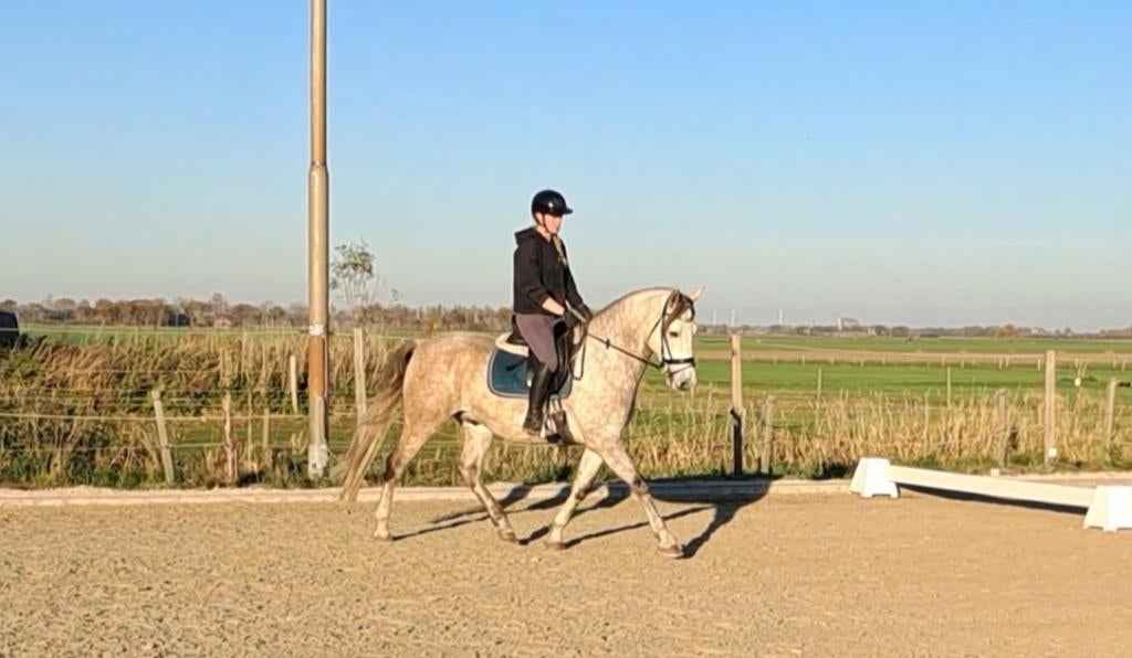 Hele leuke lusitano mix ruin, Dieren en Toebehoren, B, Ruin, 7 tot 10 jaar, Recreatiepony