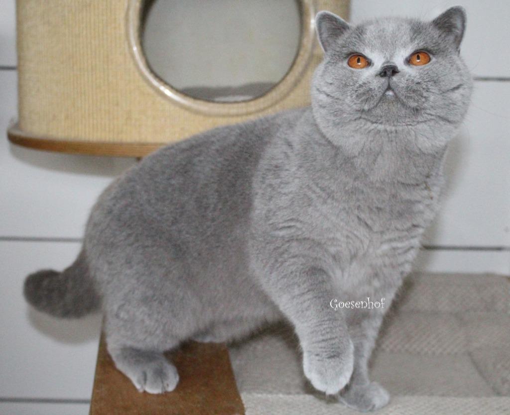 dekkater brits korthaar NIET TE KOOP, Dieren en Toebehoren, 3 tot 5 jaar