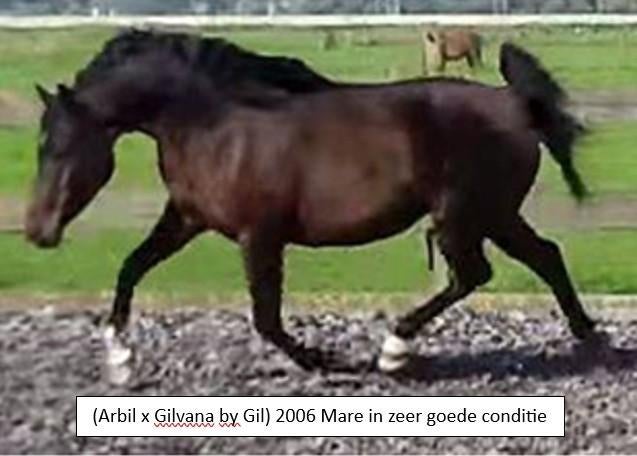 3 Arabian Mares ont proposé une équipe, 11 ans ou plus, Moins de 160 cm, Avec pedigree, Ne s'applique pas