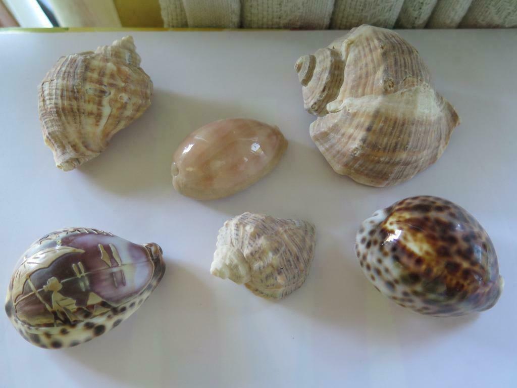 schelpen, Ophalen of Verzenden, Schelp(en)