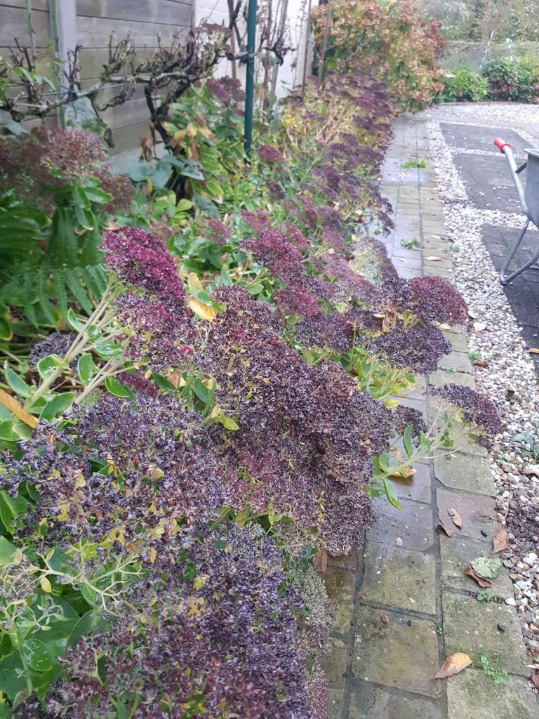 SEDUM, Tuin en Terras, Planten | Tuinplanten, Ophalen, Halfschaduw