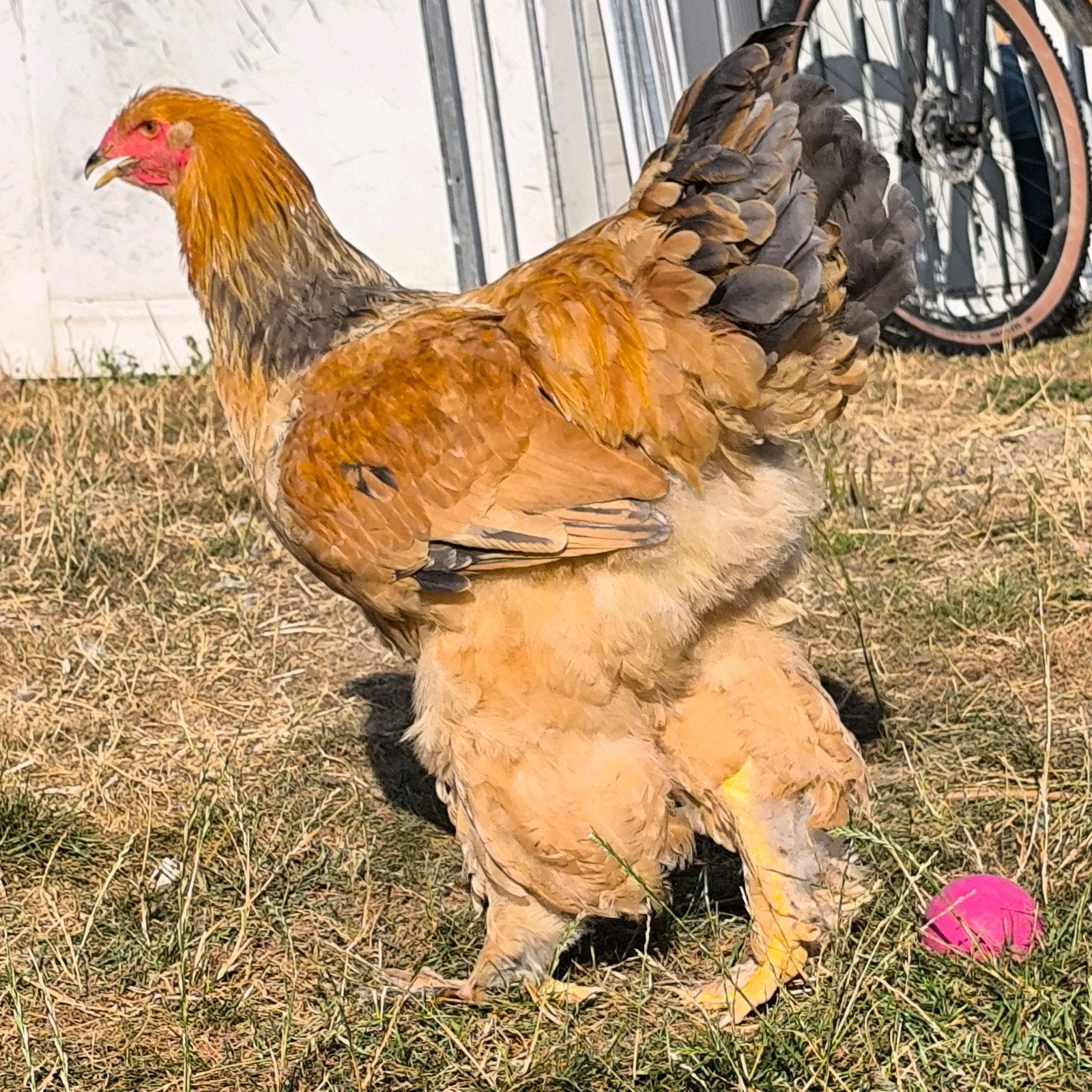 brahma Buff Columbia blauw haan tentoonstellingslijn, Dieren en Toebehoren