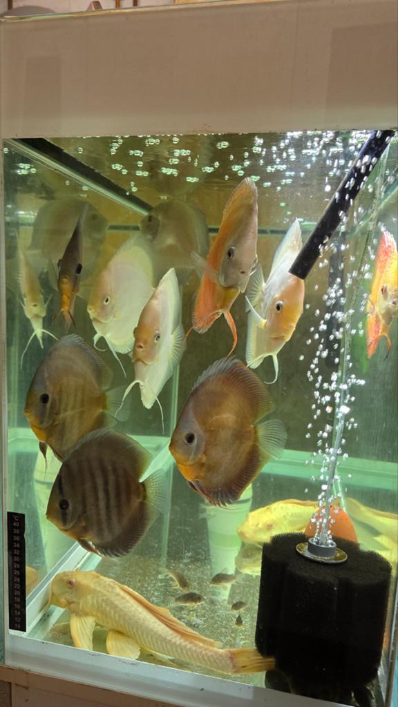 9 discus + 2 grote Albino Pleco