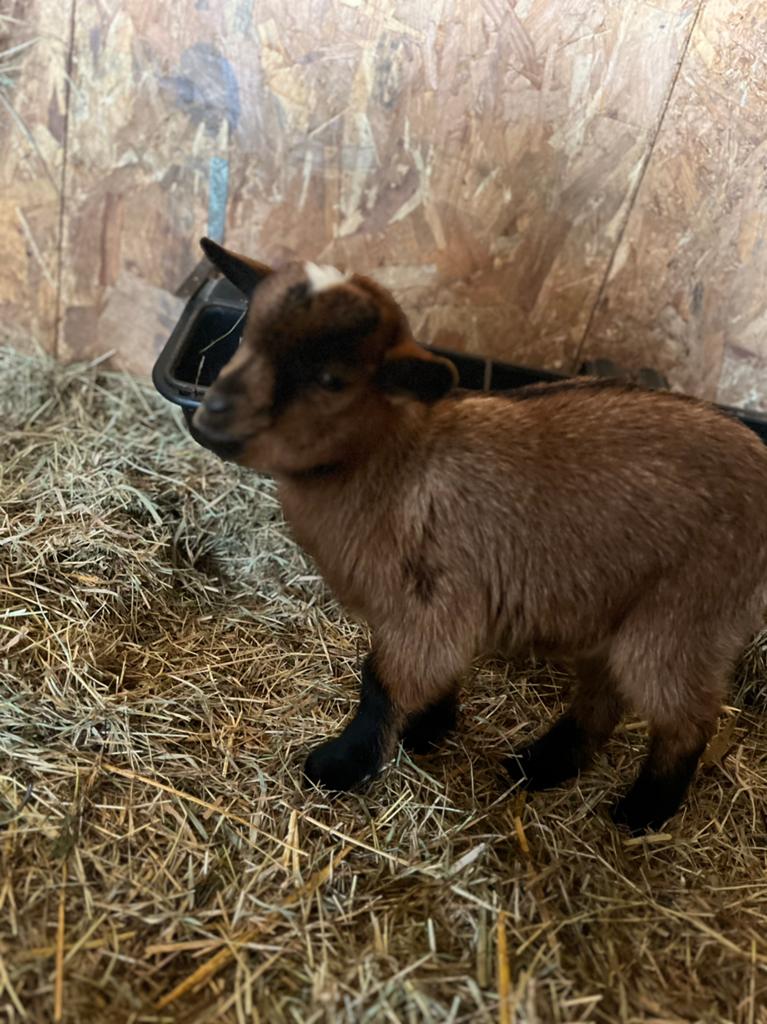 Super tam bruinschimmel bokje met witte stip, Dieren en Toebehoren, Schapen, Geiten en Varkens, Mannelijk, Geit, 0 tot 2 jaar