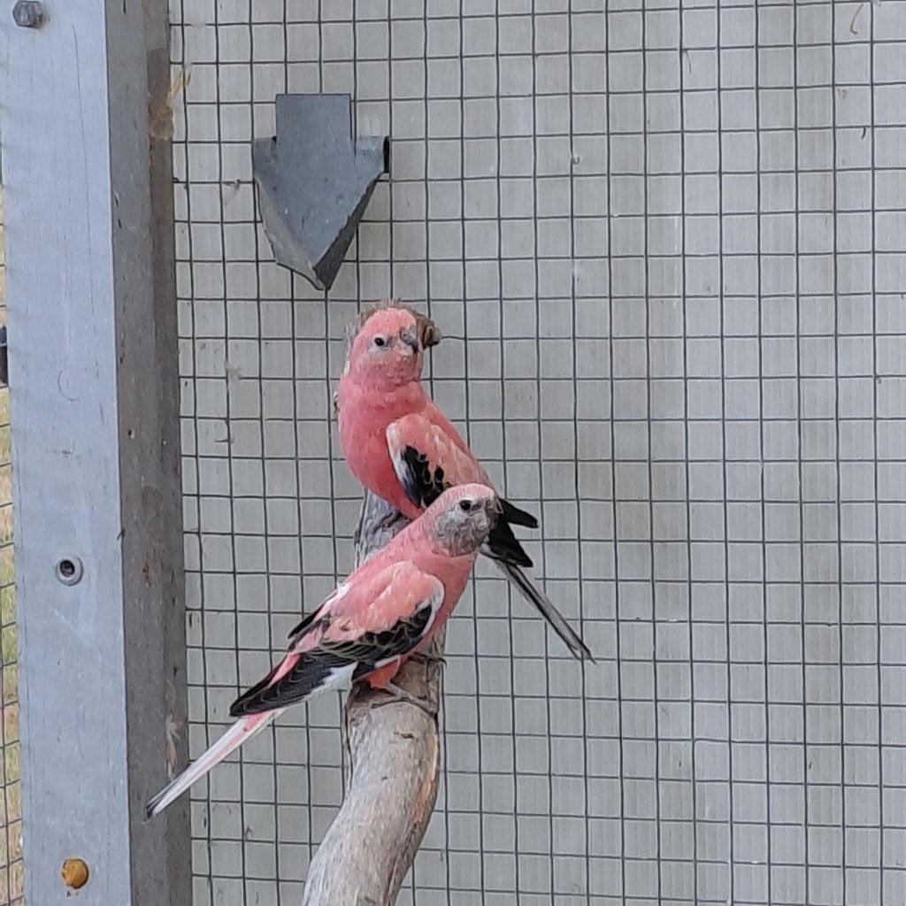 Rose bourkes, Meerdere dieren, Parkiet