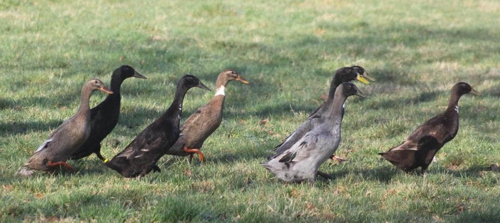 broedeieren Indische loopeenden, Eend