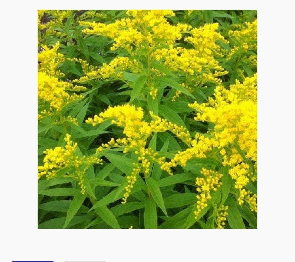 Solidago, Volle zon, Vaste plant, Zomer, Ophalen