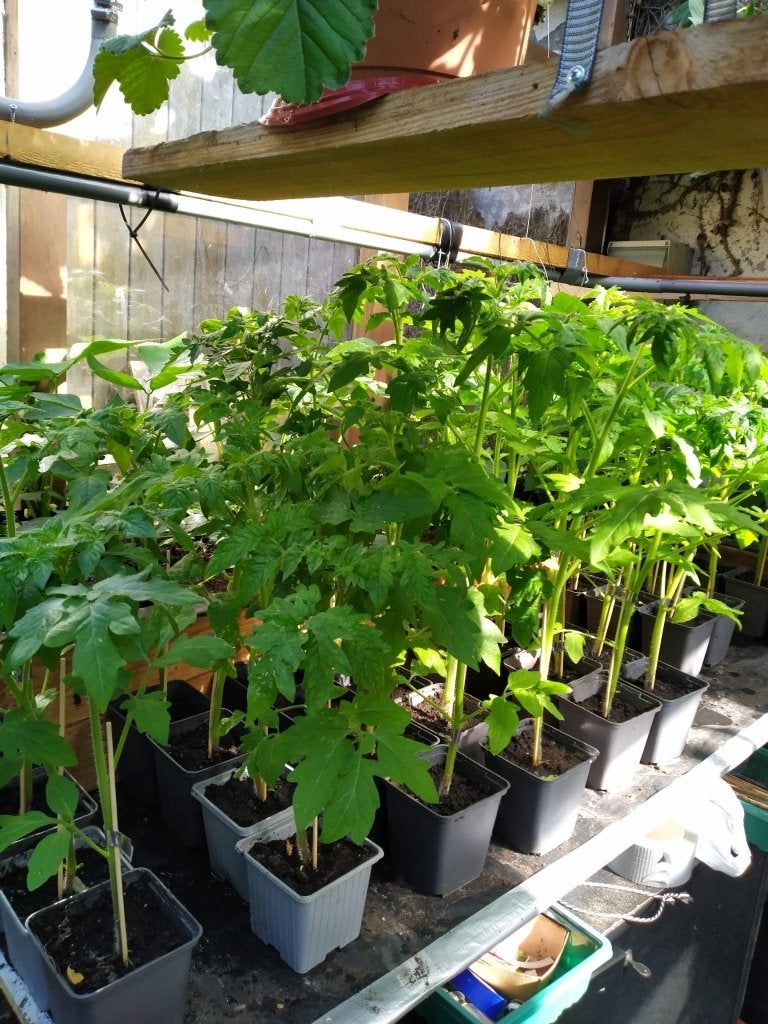 Plants de tomates (viande), Enlèvement, Plantes potagères