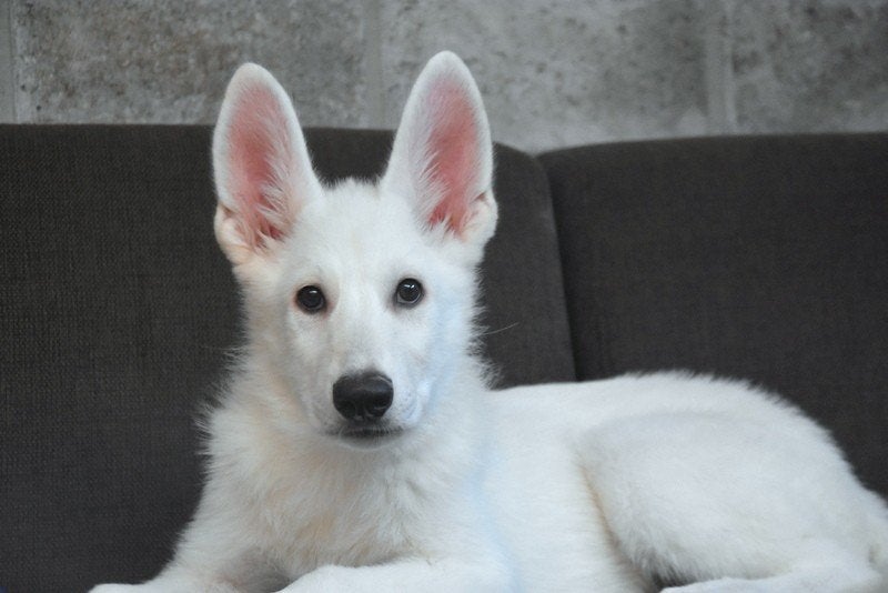 Brier en zus Zwitserse Witte Herder, Parvo, België, 8 tot 15 weken, Meerdere