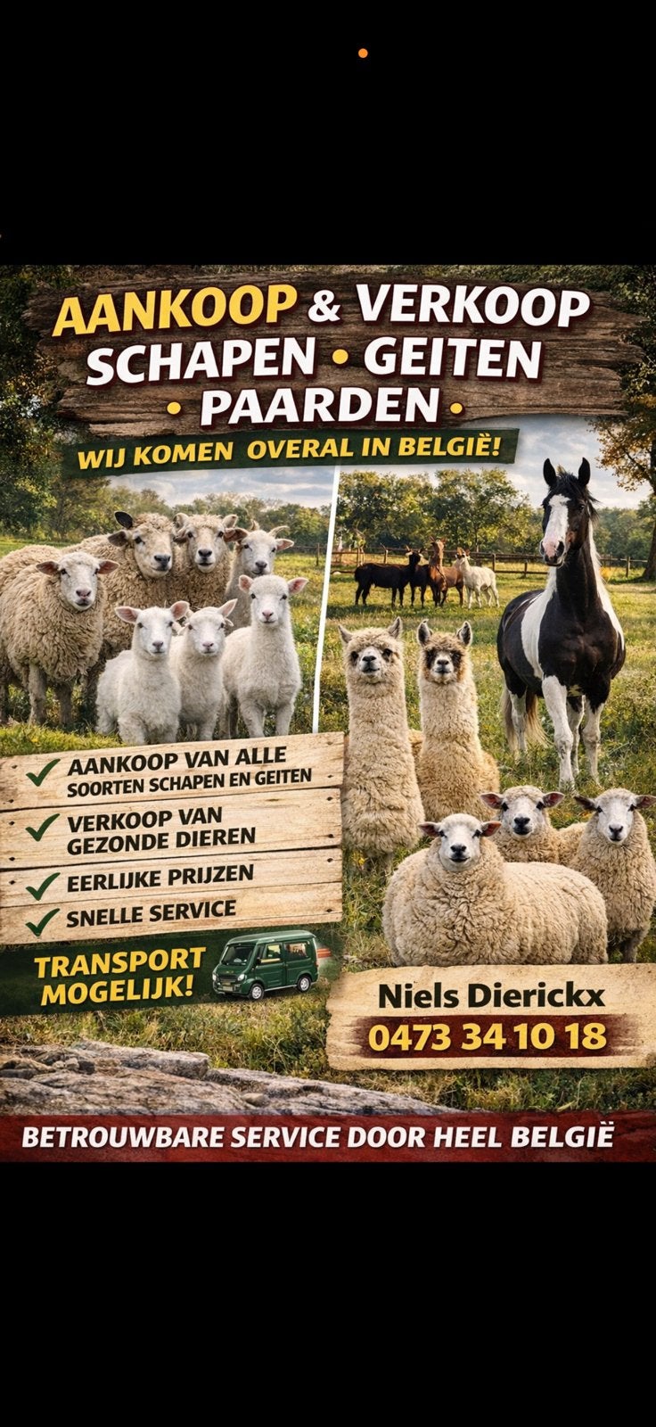 ‼️Aan- en verkoop van schapen en geiten ‼️