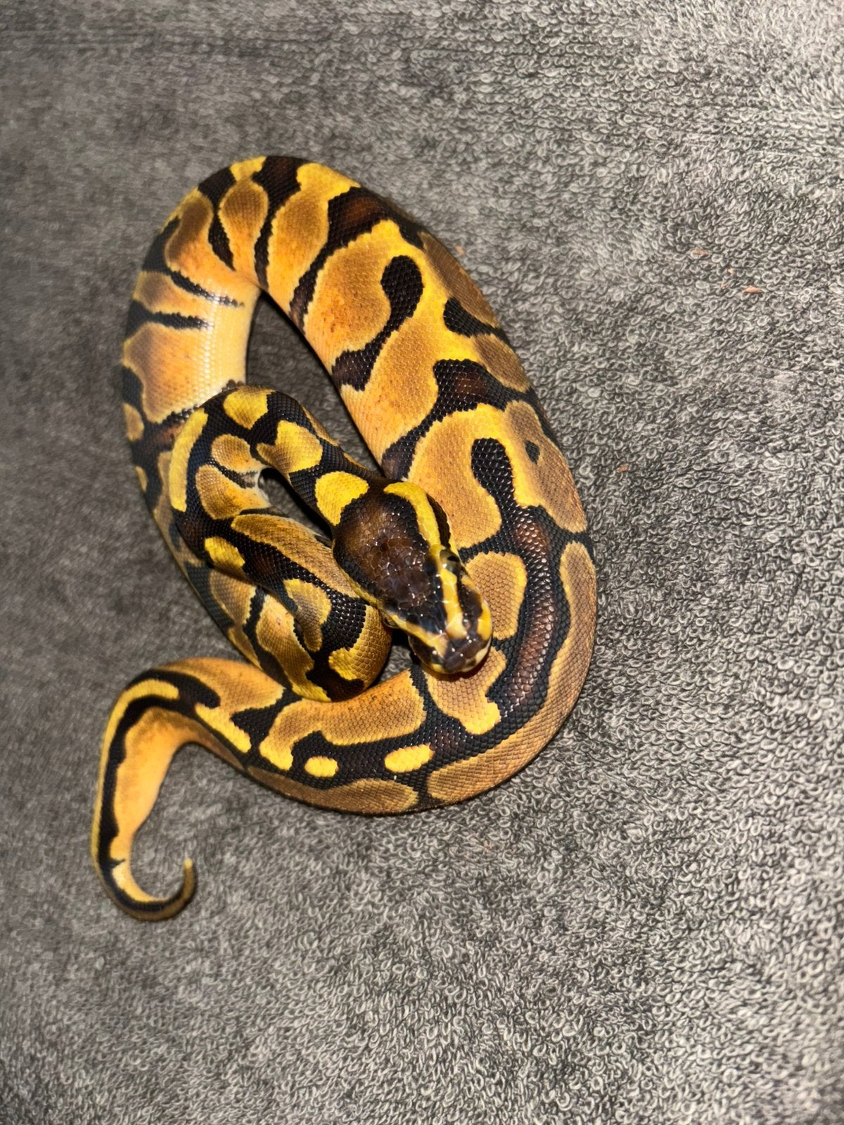 Python regius Ball Python photo 2