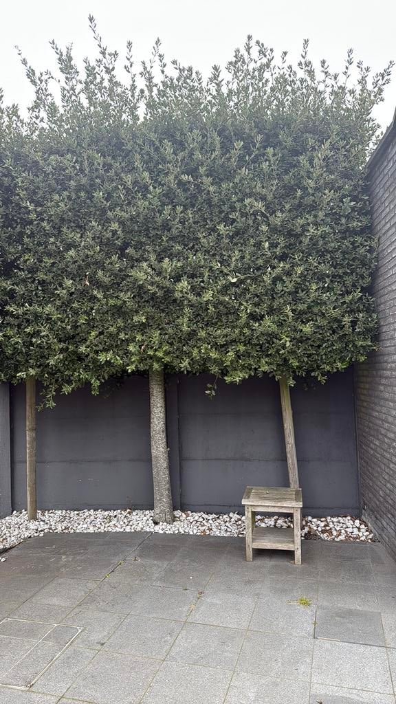 Deux chênes verts, Jardin & Terrasse, Enlèvement, Ne fleurit pas, Ombre partielle, 250 à 400 cm