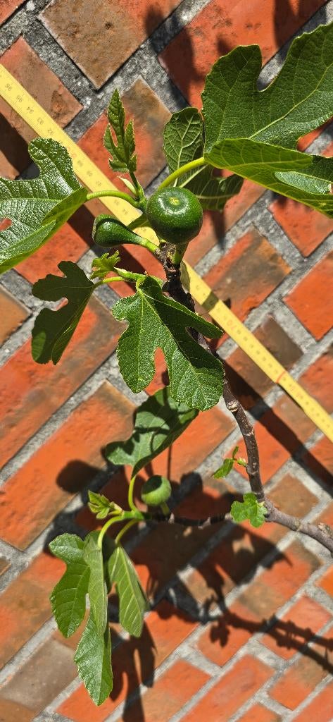 Figuier 'BROWN TURKEY' Ficus Carica 1v5, Figuier, En pot, Plein soleil, Moins de 100 cm