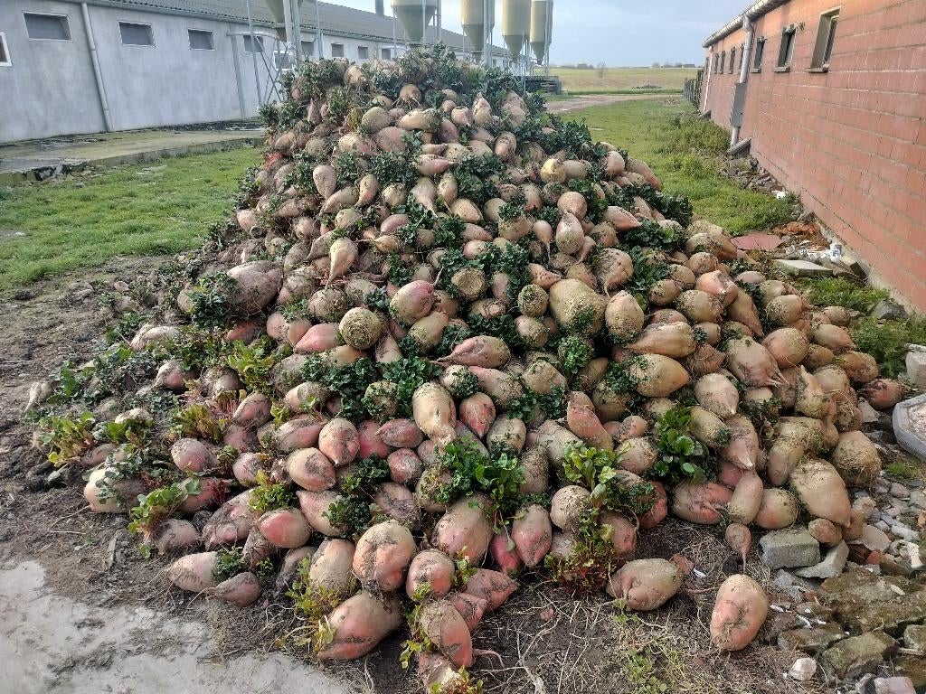 Hand gerooide voederbieten, Ophalen