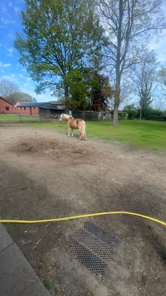 Haflinger merrie, Enlèvement