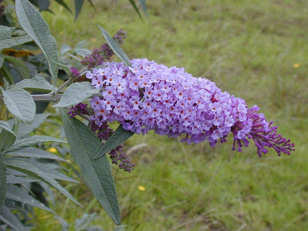 Vlinderstruik – Buddleja davidii, Tuin en Terras, Ophalen, Vlinderstruik
