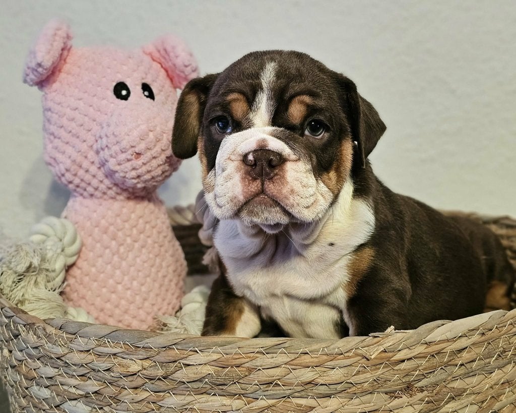 3 femelles Bouledogues Anglais, Bouledogue, Plusieurs, Belgique, Plusieurs animaux