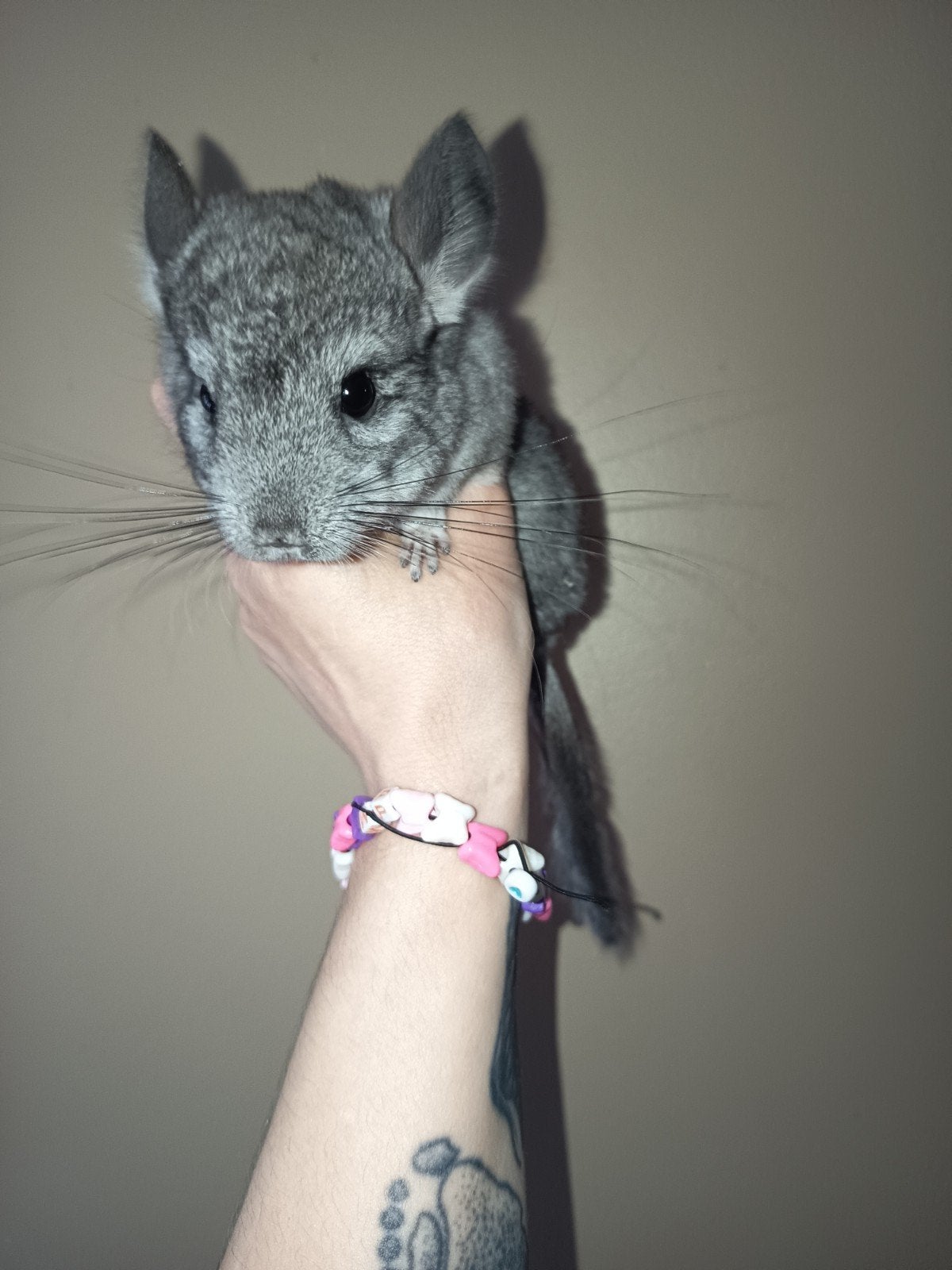 Femelle chinchilla, Animaux & Accessoires