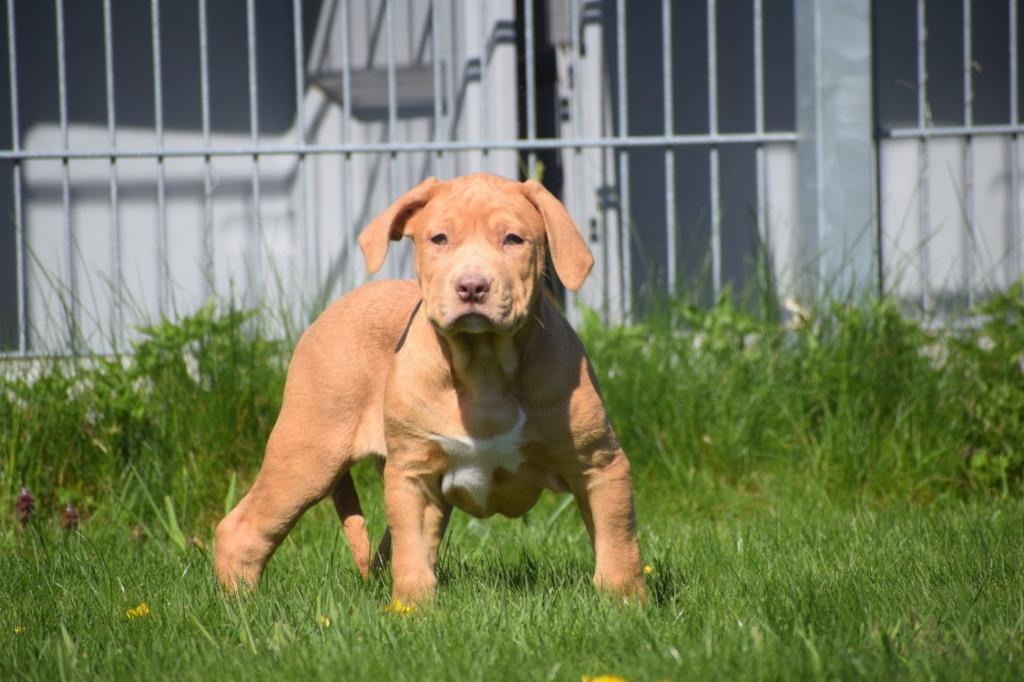 Chiots American Bully, 15 semaines à 1 an, Hépatite contagieuse (maladie de Rubarth), Éleveur | Professionnel, Bouledogue