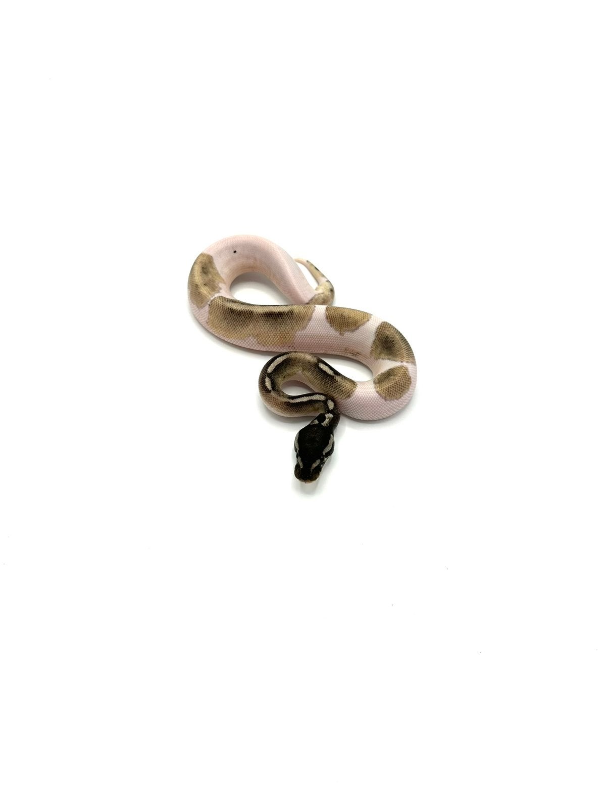 Diverse Python regius - koningspythons Ball Python photo 20