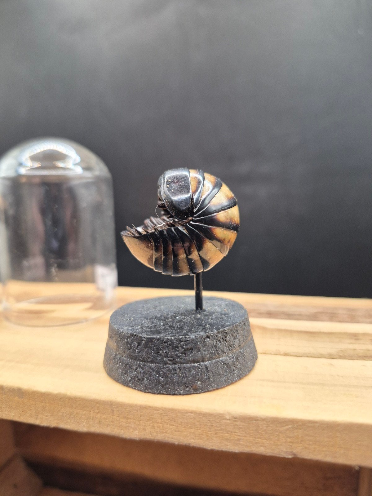 Glomeris géant sous globe (Taxidermie / Cabinet de curio, Enlèvement ou Envoi