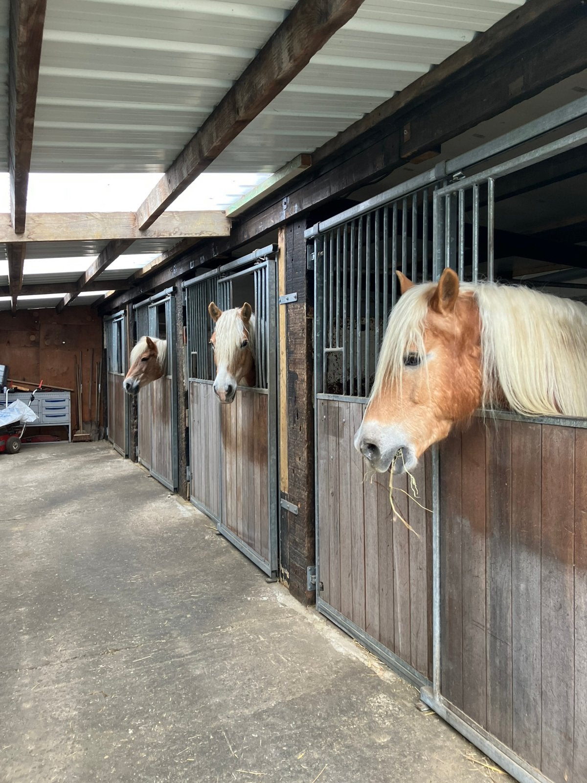 Box à chevaux à louer dans une écurie privée à Meerbeek, Pâturage