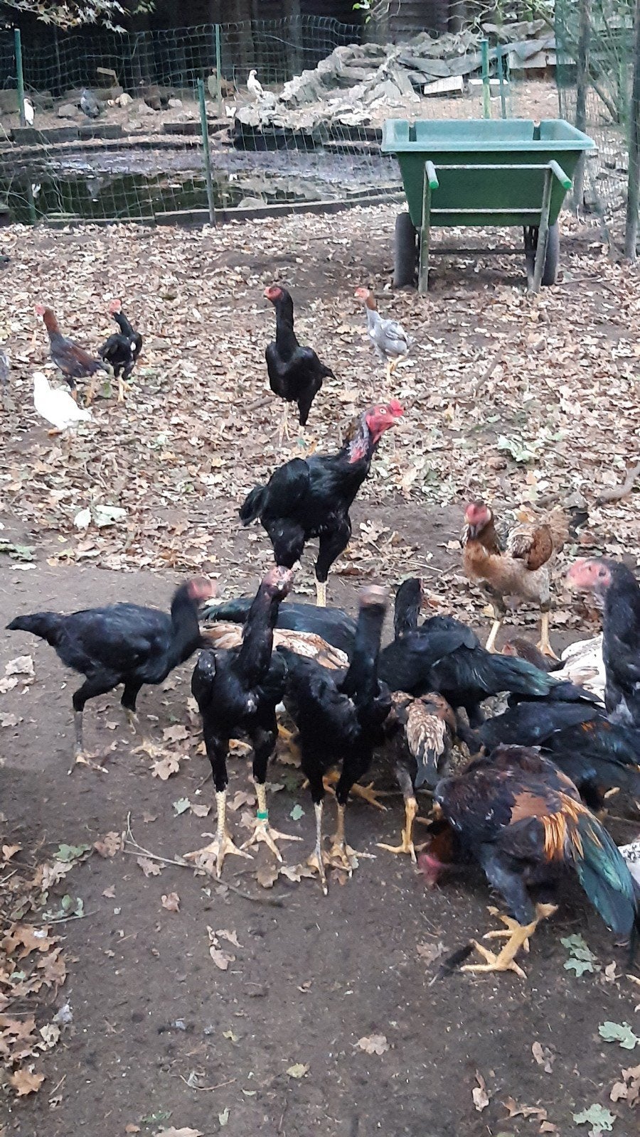O Shamo hanen, Dieren en Toebehoren