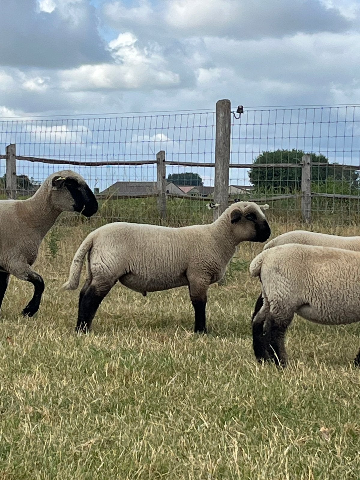 Hampshire down ram, Dieren en Toebehoren, Mannelijk, Schaap, 0 tot 2 jaar
