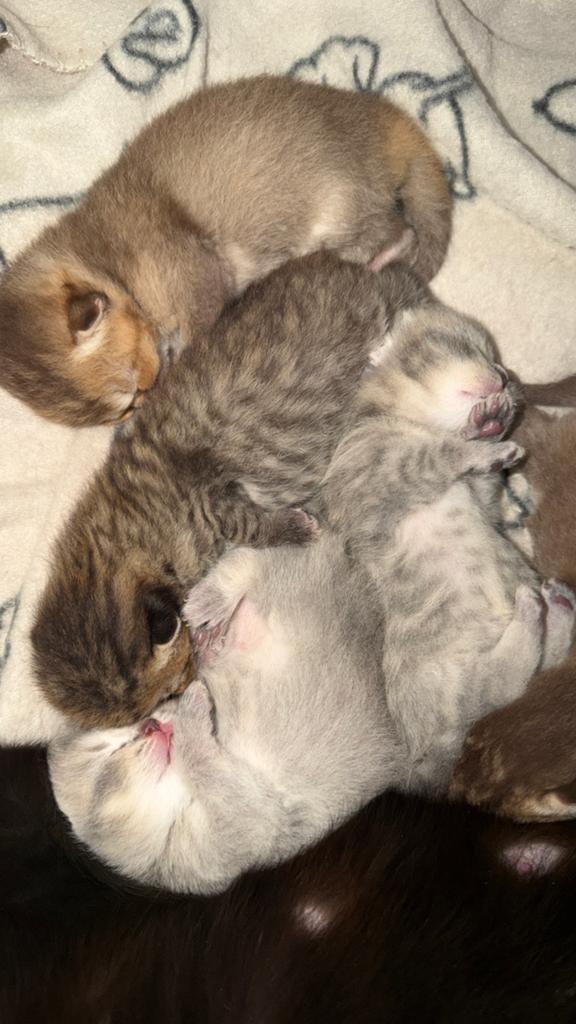 Brits korthaar kittens, Plusieurs animaux, Vermifugé, 0 à 2 ans