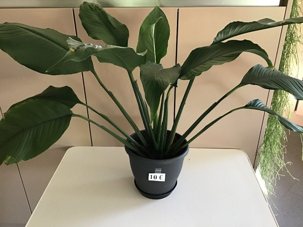 2 belles plantes à la cuillère viennent d'être rempotées po, Enlèvement