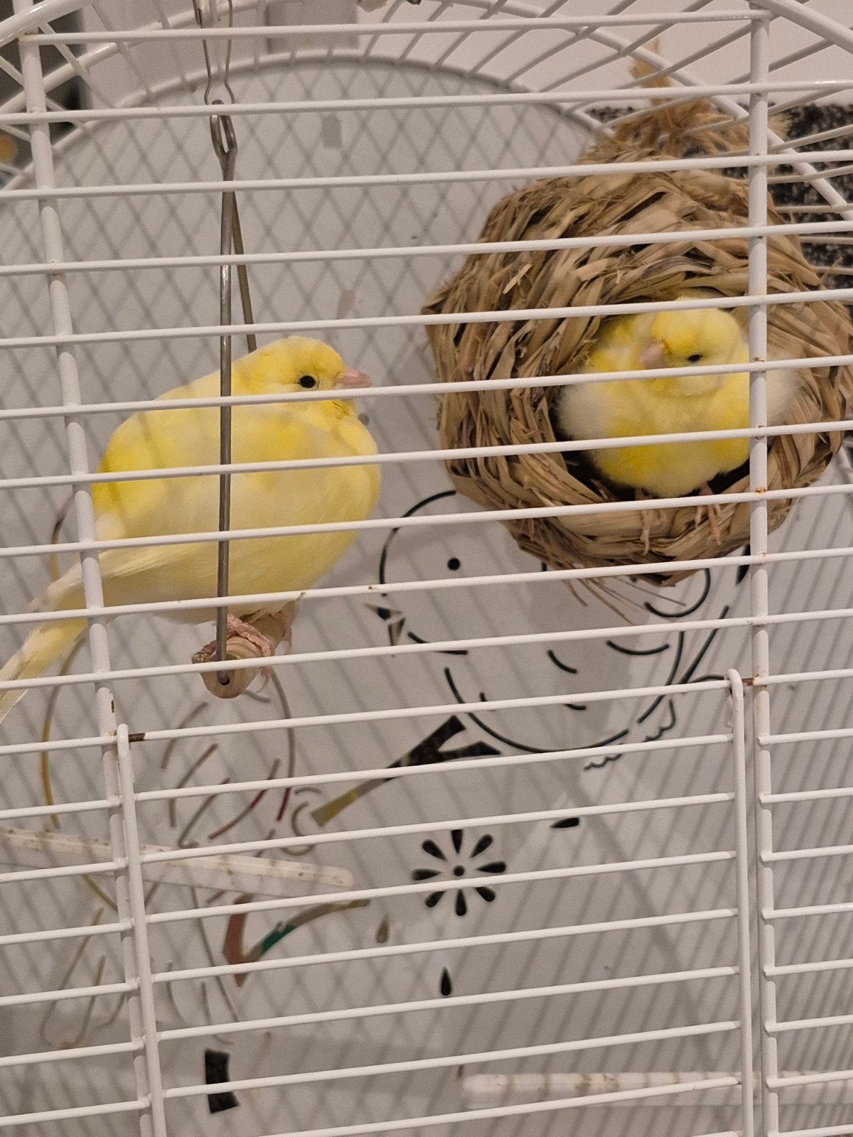 ik verkoop 2 GELE KANARIES MET KOOI, Dieren en Toebehoren