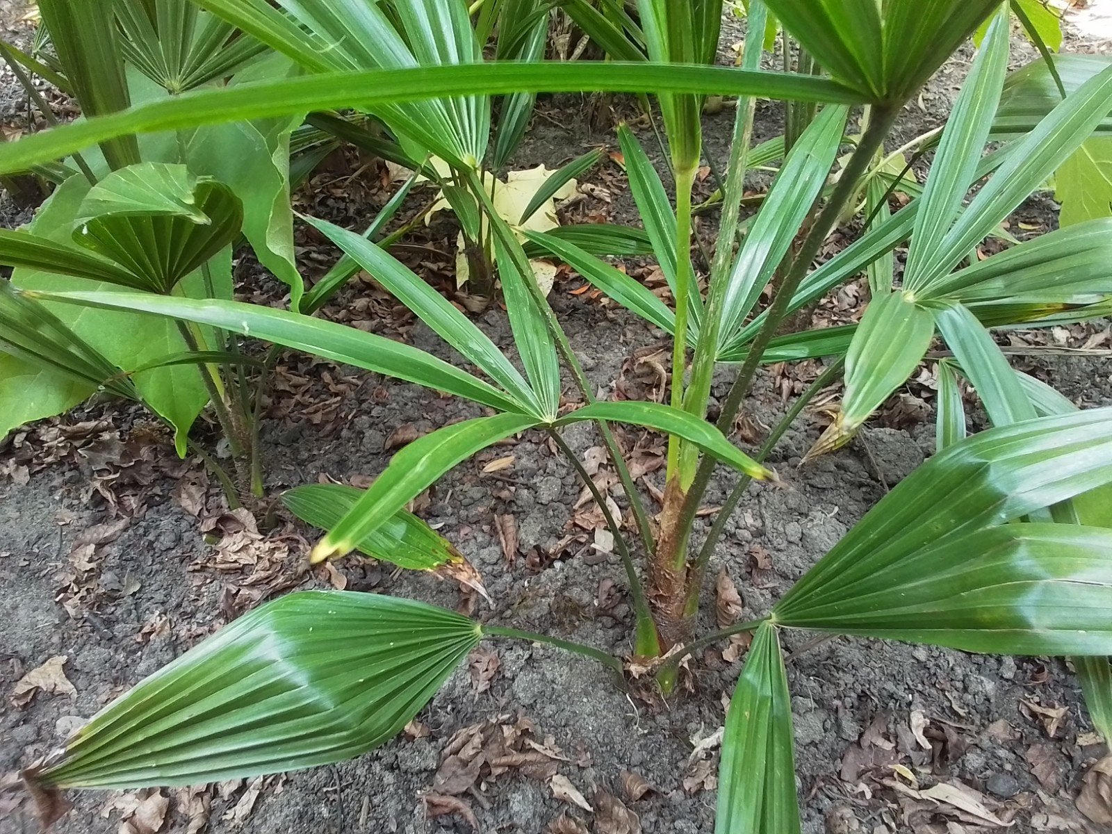 Jonge Trachycarpus Fortunei voor (h)eerlijke prijs., Autres espèces, Printemps, Plein soleil, Enlèvement