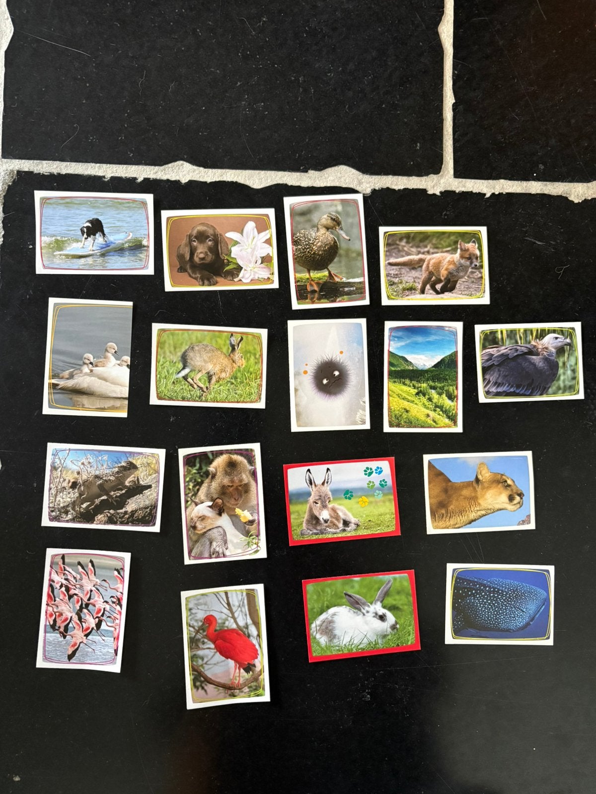 17 stickers Panini Animal World, Ophalen of Verzenden, Nieuw, Dier en Natuur