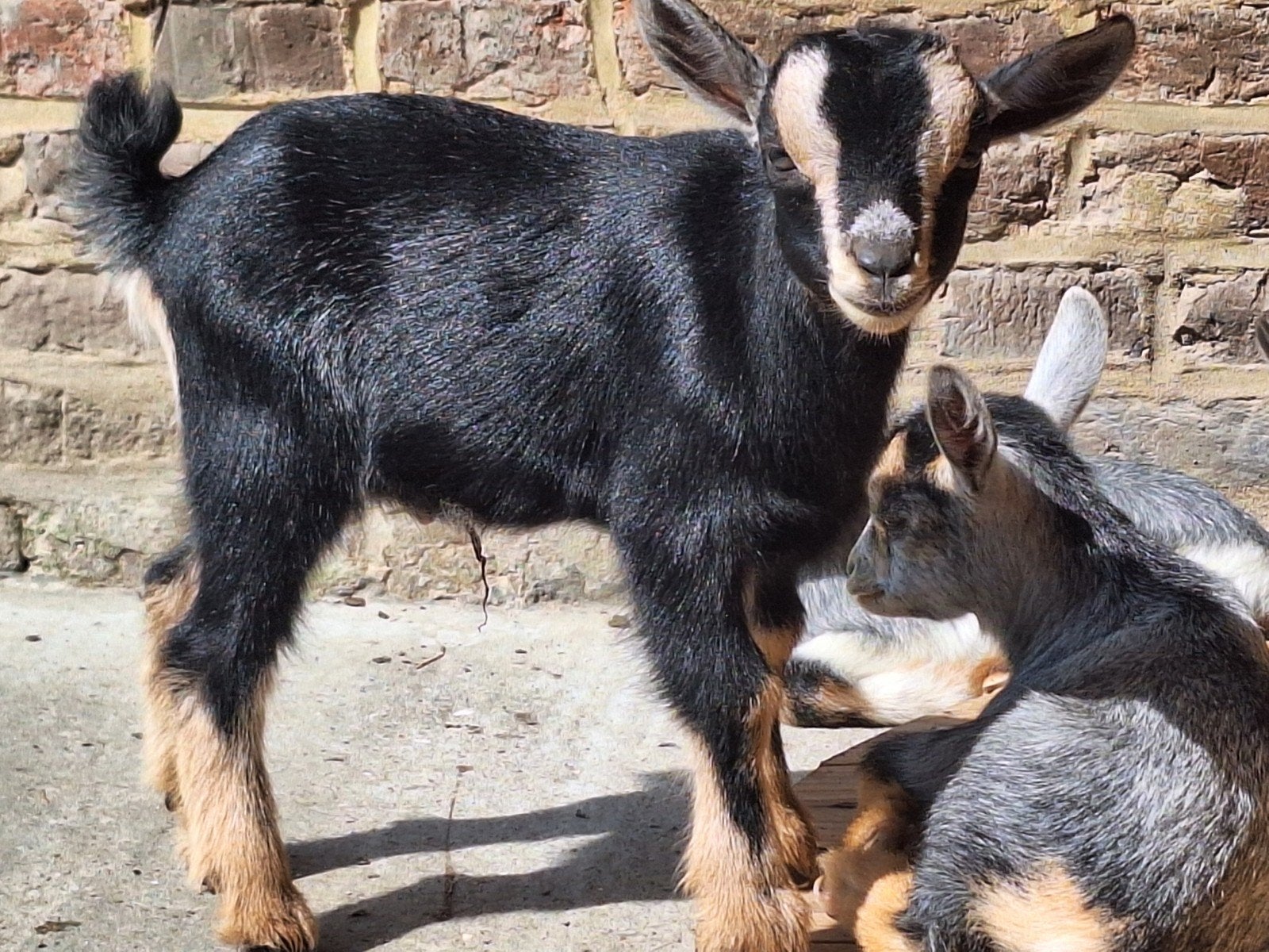 prachtig dwerggeitje black & tan, reeds te reserveren, Dieren en Toebehoren, Mannelijk, Geit, 0 tot 2 jaar