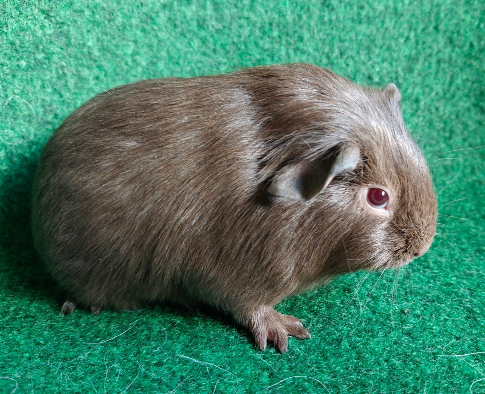 cavia beertje, Animaux & Accessoires, Octobre, Mâle, Cobaye