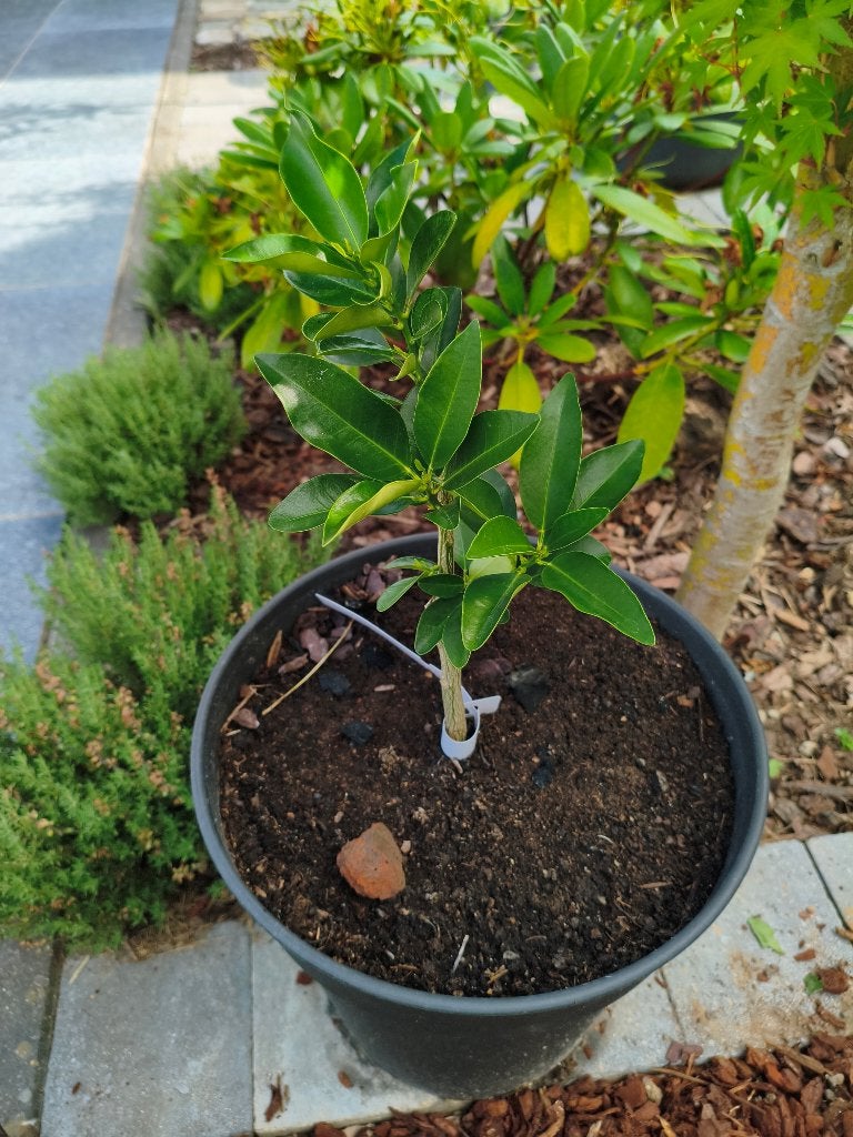 Kumquat meiwa, Enlèvement