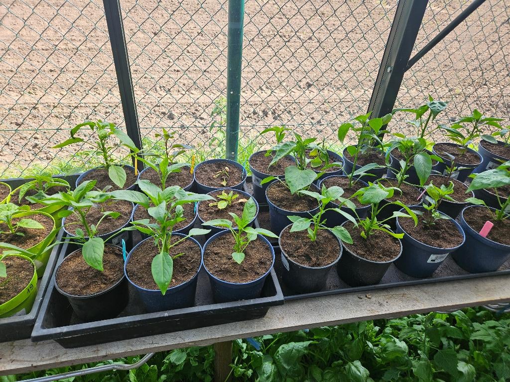 peperplantjes afhalen in Torhout, Tuin en Terras, Ophalen, Volle zon, Groenteplanten, Eenjarig