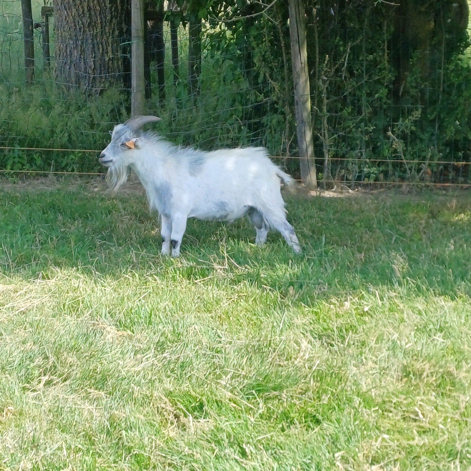 Dwerggeiten bokje, Dieren en Toebehoren