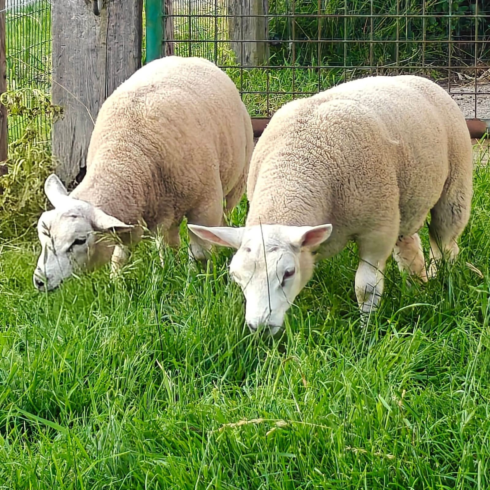 Lammen/ ooi/ram, Animaux & Accessoires
