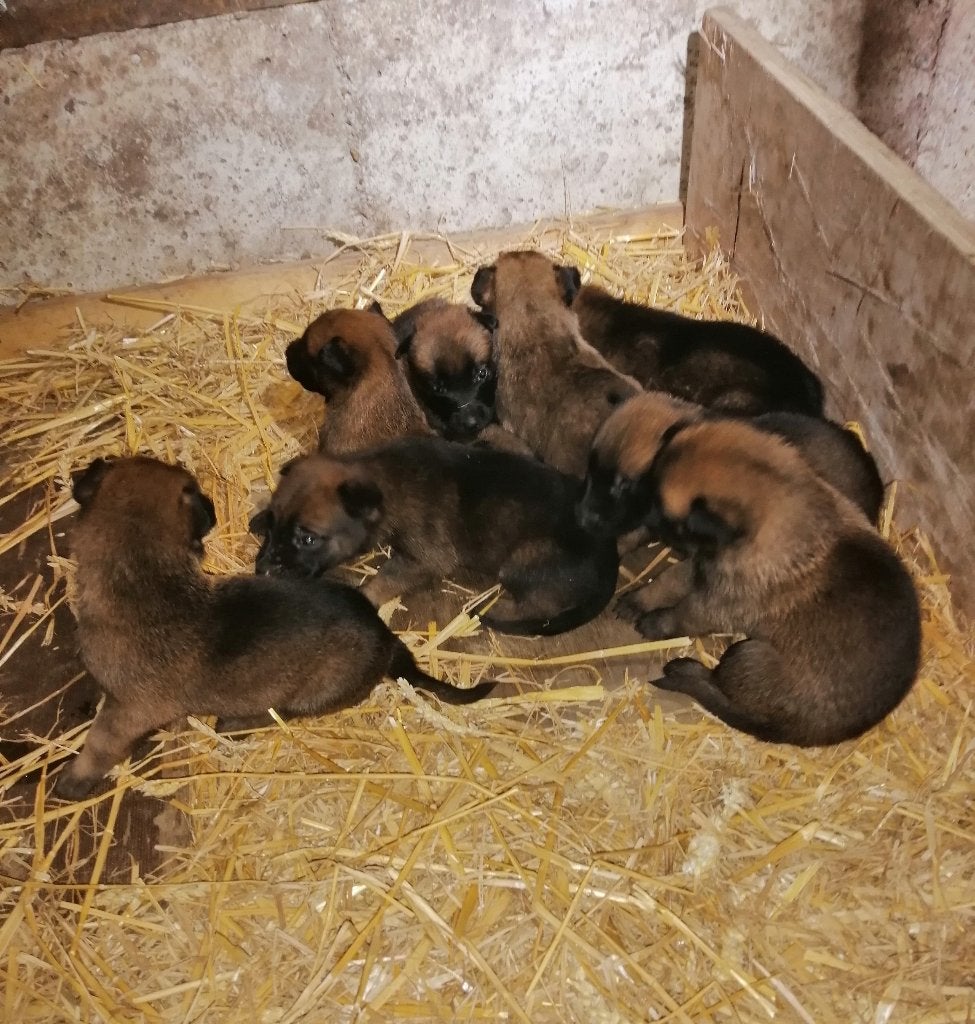 mechelse herder pups, Particulier, Maladie de Carré (chiens), 8 à 15 semaines, Plusieurs