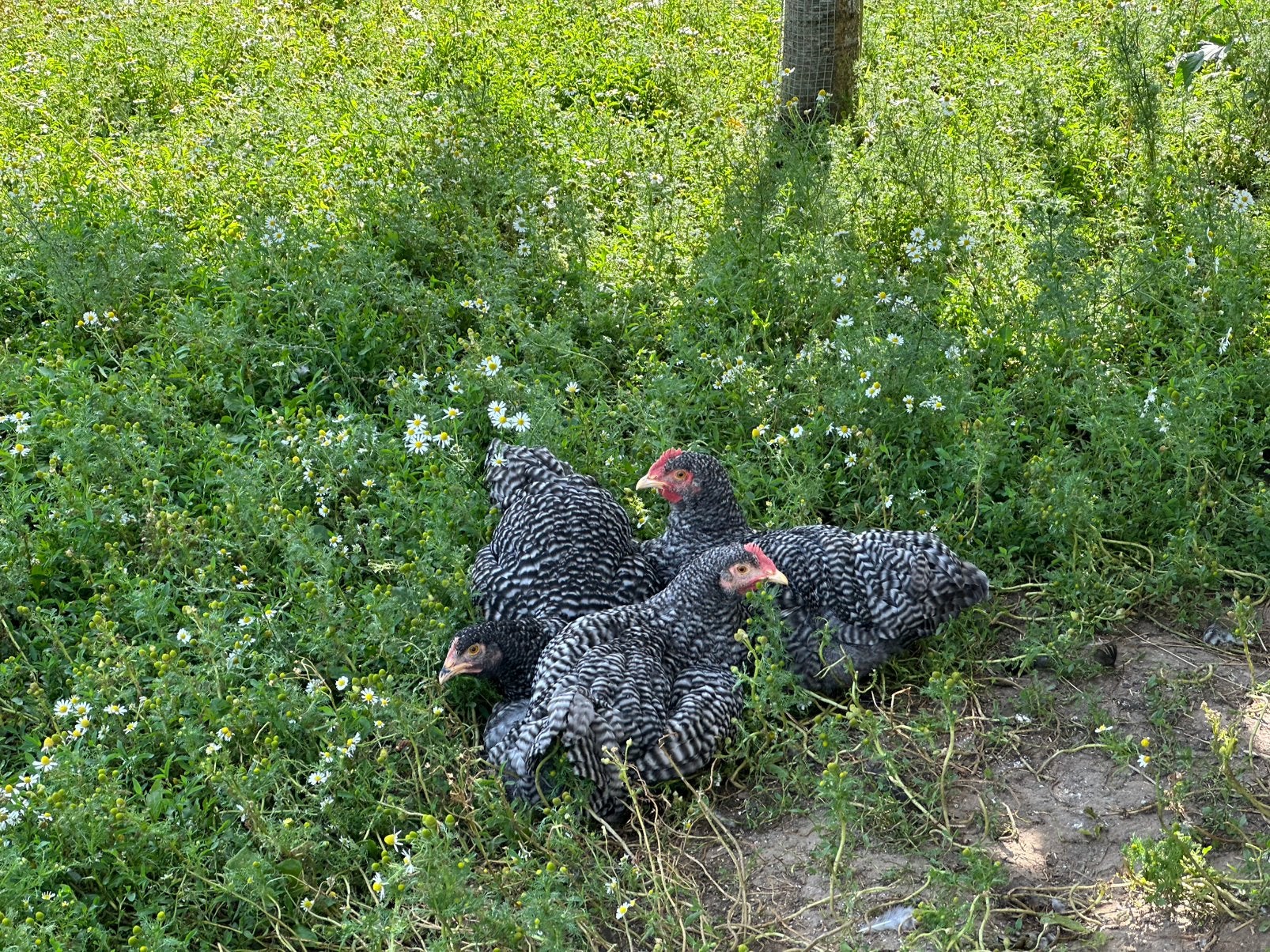 Mechelse koekoek